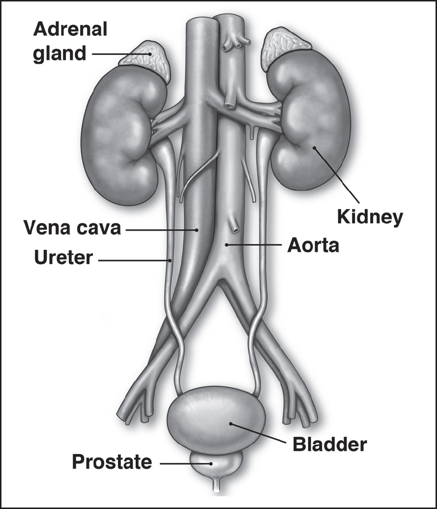 Figure 1 Male Parts Boyter Urethra The urethra is a tube or a pipe that - photo 3