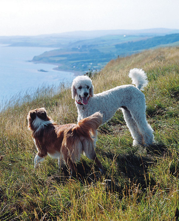 Canine Companionship The bond between people and dogs stretches back beyond the - photo 7