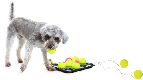 Aim to put the fun back into your dogs playtime by discovering a wealth of - photo 1