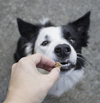 At the early stages of training rewards accelerate the learning process - photo 3