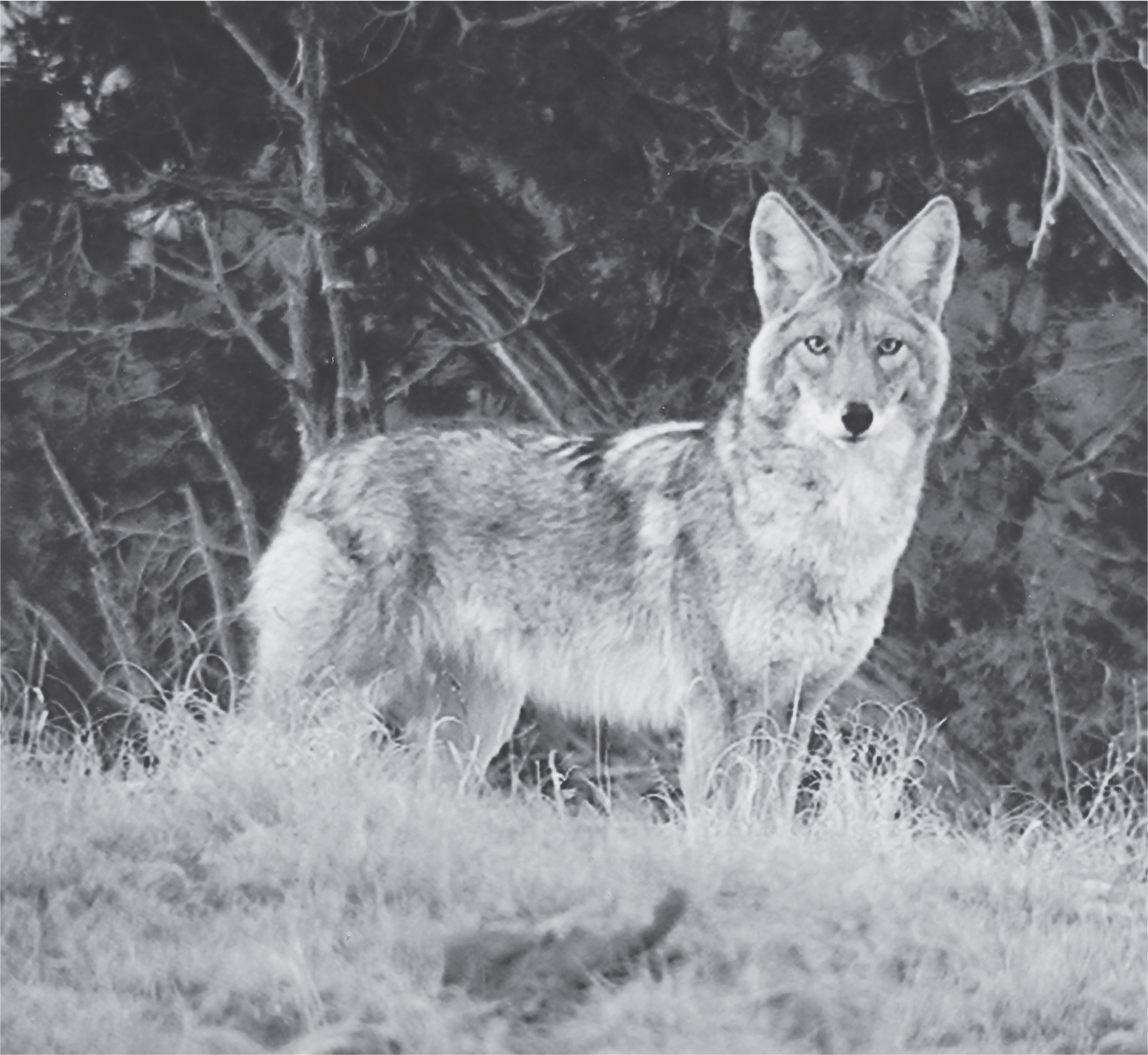 Few creatures on Earth possess a biography to match the coyotes Courtesy Dan - photo 6