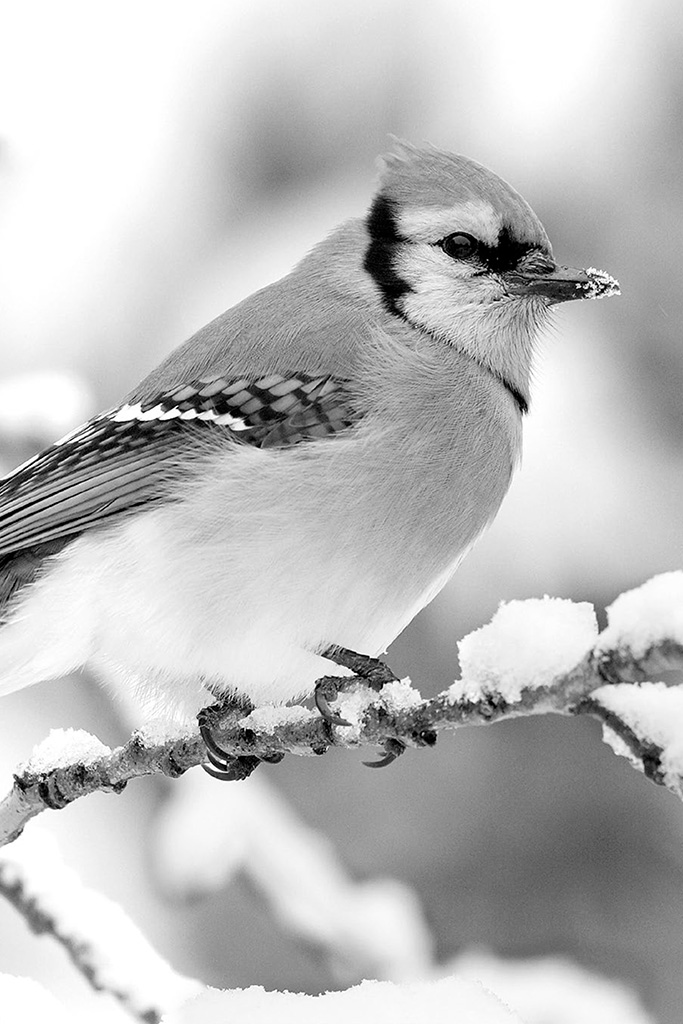 BEAKS BONES AND BIRD SONGS How the Struggle for Survival Has Shaped Birds - photo 1