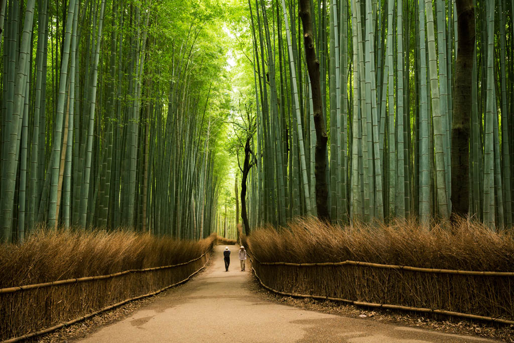 Arashiyama Bamboo Grove Kyoto ABDERAZAK TISSOUKAI 500PX Theres an - photo 3