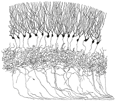 Some of the earliest images of nerve cells in the brain were drawn by Spanish - photo 7