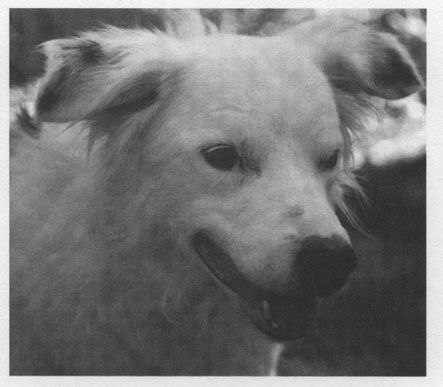 For Laddie who introduced us to dog training and changed our lives - photo 2