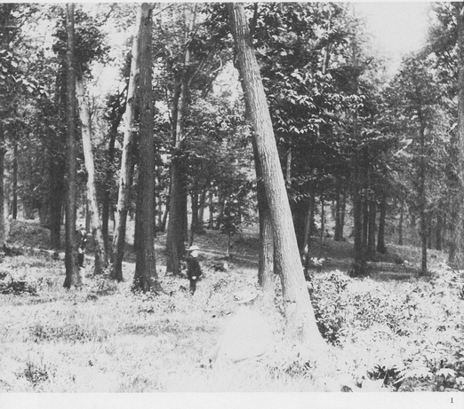 1 MAURICES WOODS ca 1900 Maurices Woods was the name given by Maspeth - photo 2