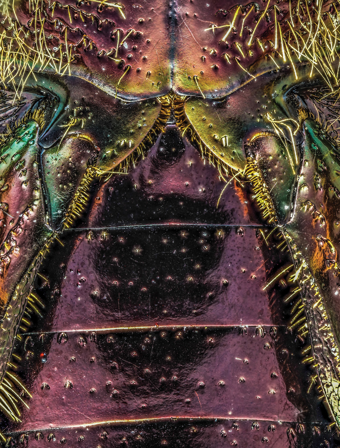 Beyond Extreme Close-Up Photography - image 1