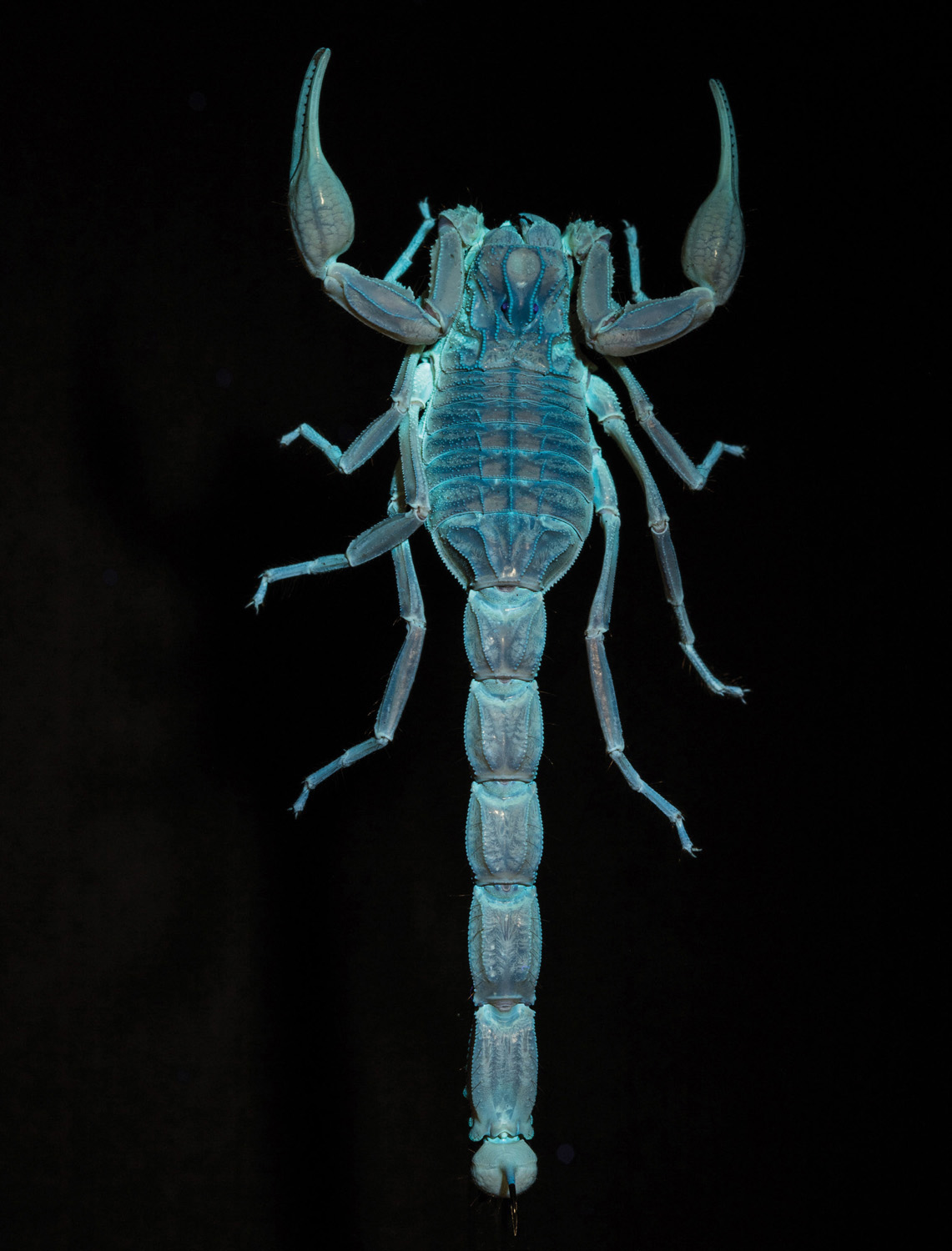 Spanish scorpion photographed at night with black light 365nm wavelength - photo 3