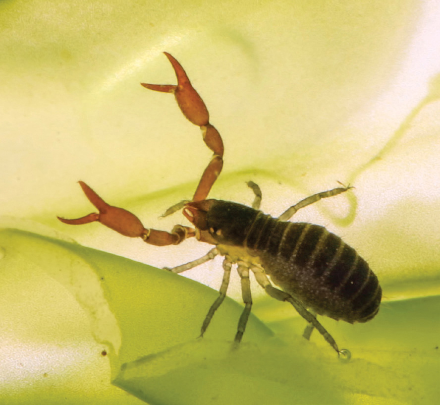 The marine pseudoscorpion Neobisium photographed in 1998 with a Fuji bridge - photo 4