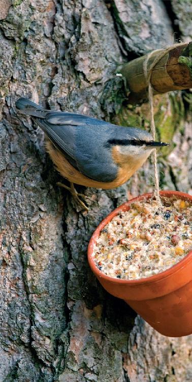 Foreword When it comes to gardening for wildlife its up to you you can do - photo 2