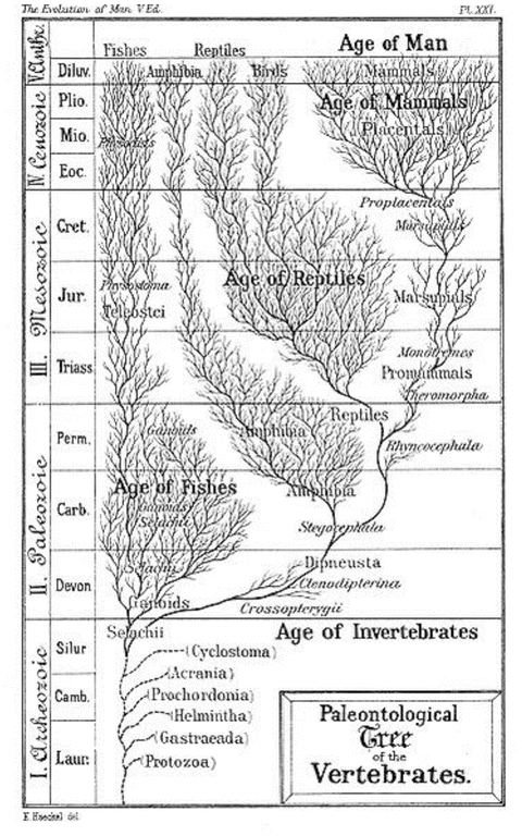 Fig 11 This lovely reproduction of German biologist Ernst Haeckels Tree of - photo 1