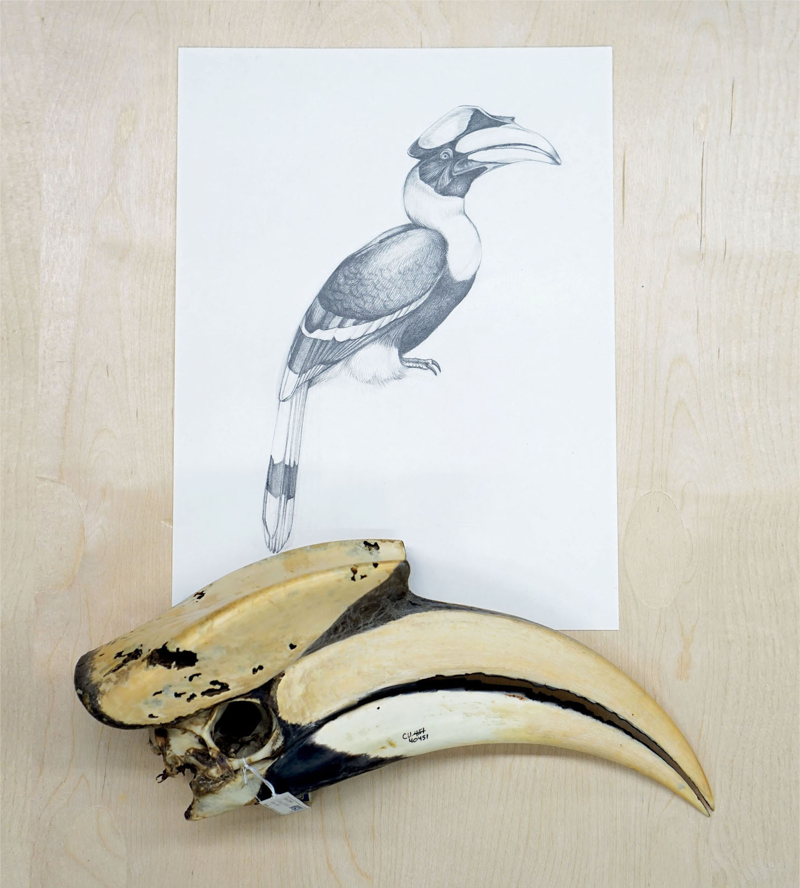 Great Hornbill study and head Magnificent Frigatebird Fregata - photo 3