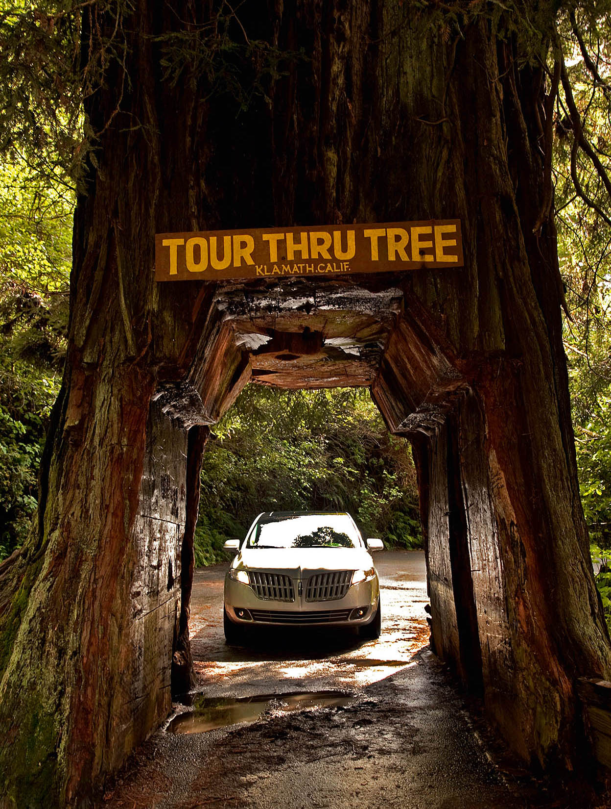 Redwood forests Awe-inspiring ancient redwoods tower over visitors in - photo 6