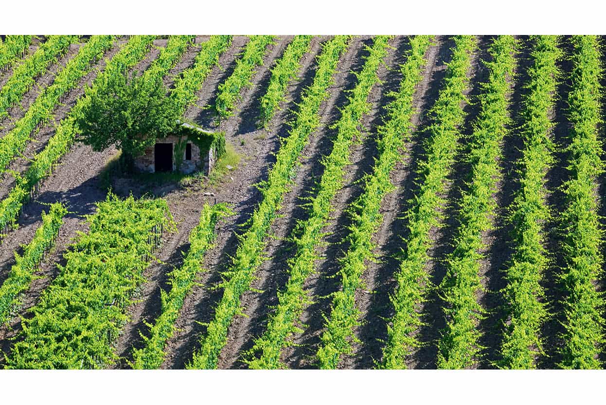 Top Attraction 1 Steve MacDonaldApa Publications Chianti Vineyards cloak the - photo 4