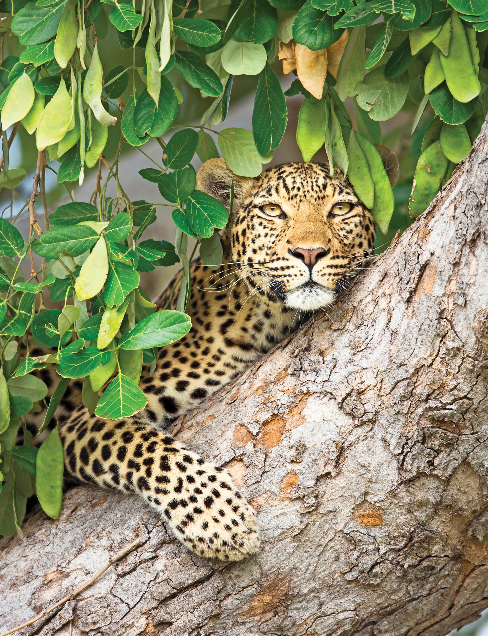 In Chobe National Park in Botswana a leopard hugs a tree branch and scans the - photo 4