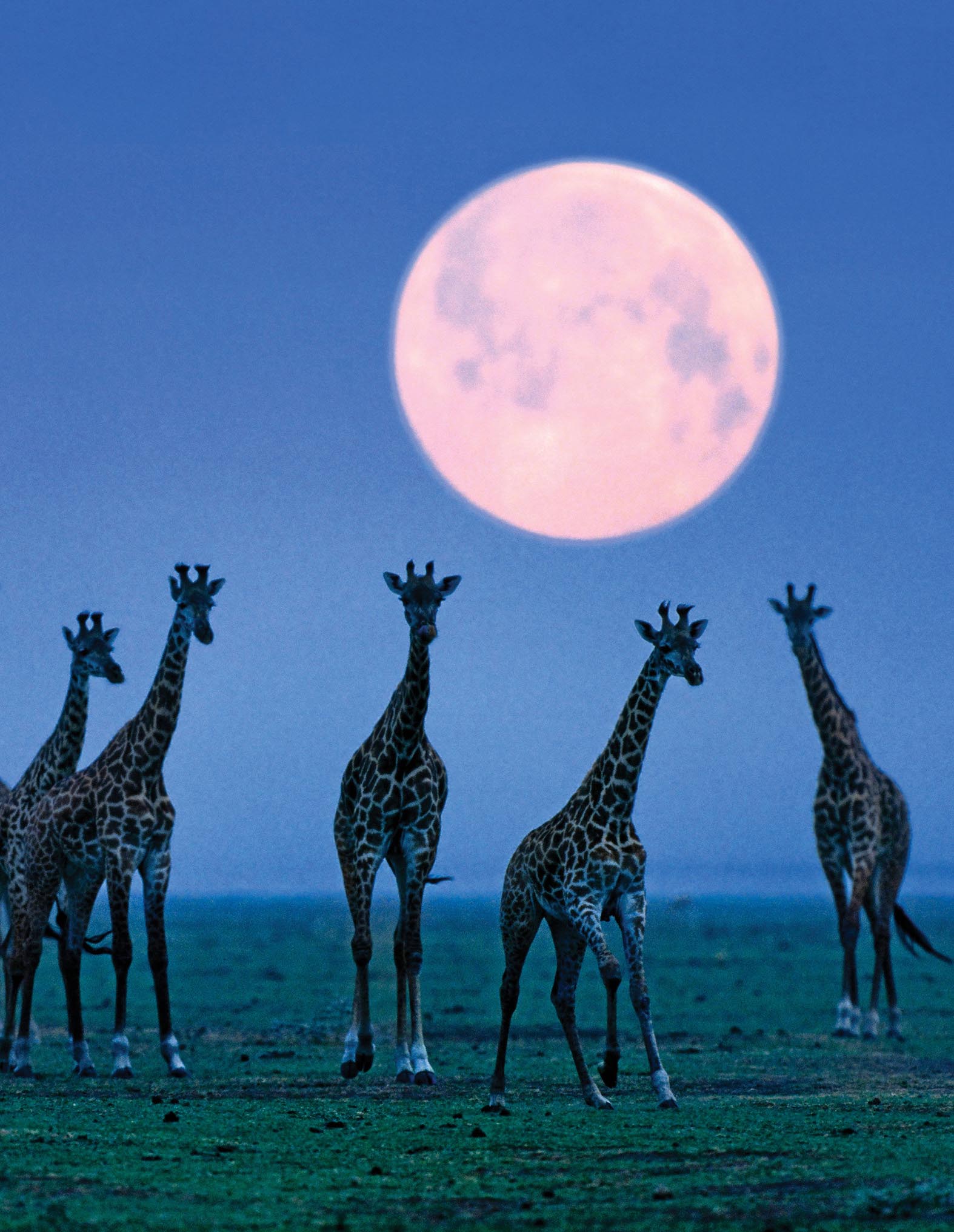 Giraffes walk the plains of the Serengeti during a full moon in Tanzania East - photo 7