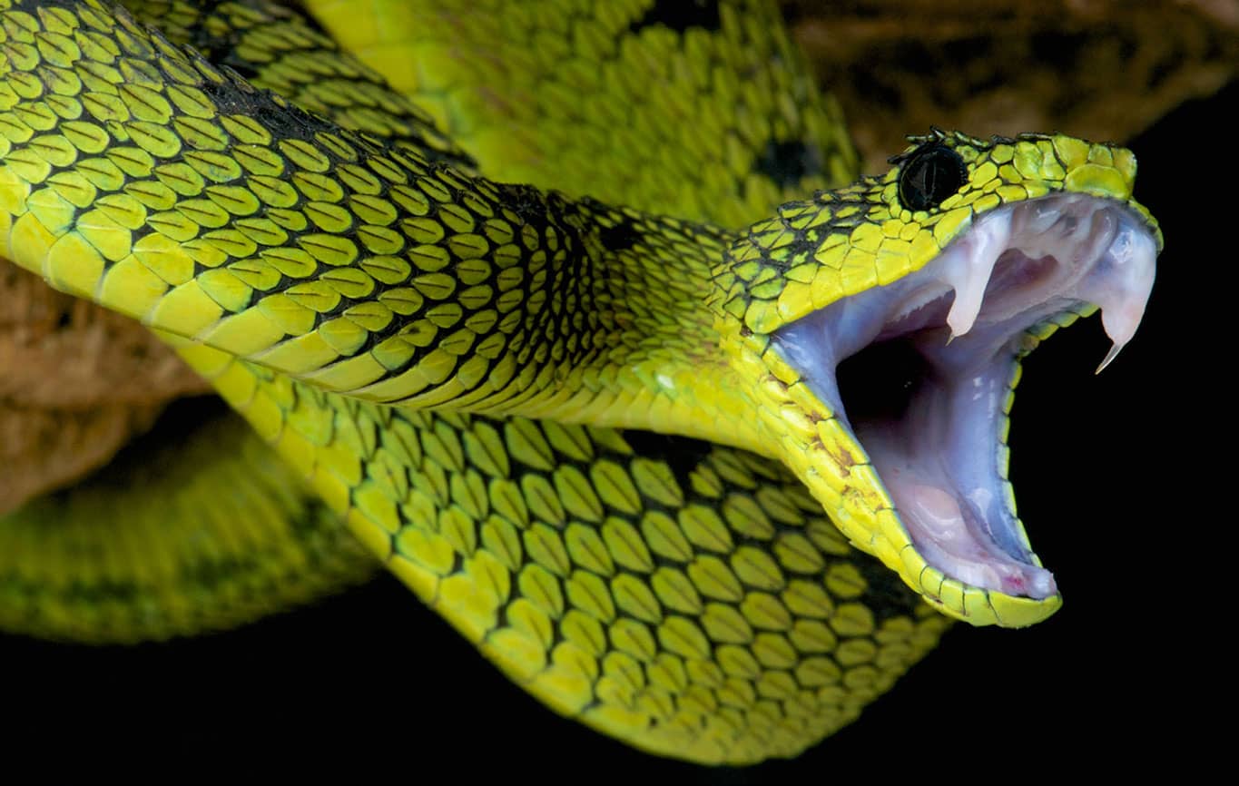 A venomous serpent striking from a leafy bough probably epitomizes the worst - photo 5