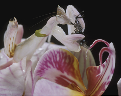 The Malaysian orchid mantis eating a fly lured by the orchid The - photo 7