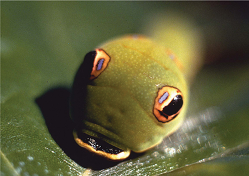 The snakes-head warning pose of the spicebush swallowtail caterpillar Papilio - photo 8