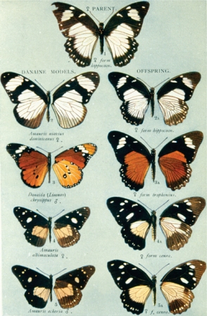 Four different mimicking female forms of the swallowtail butterfly Papilio - photo 9