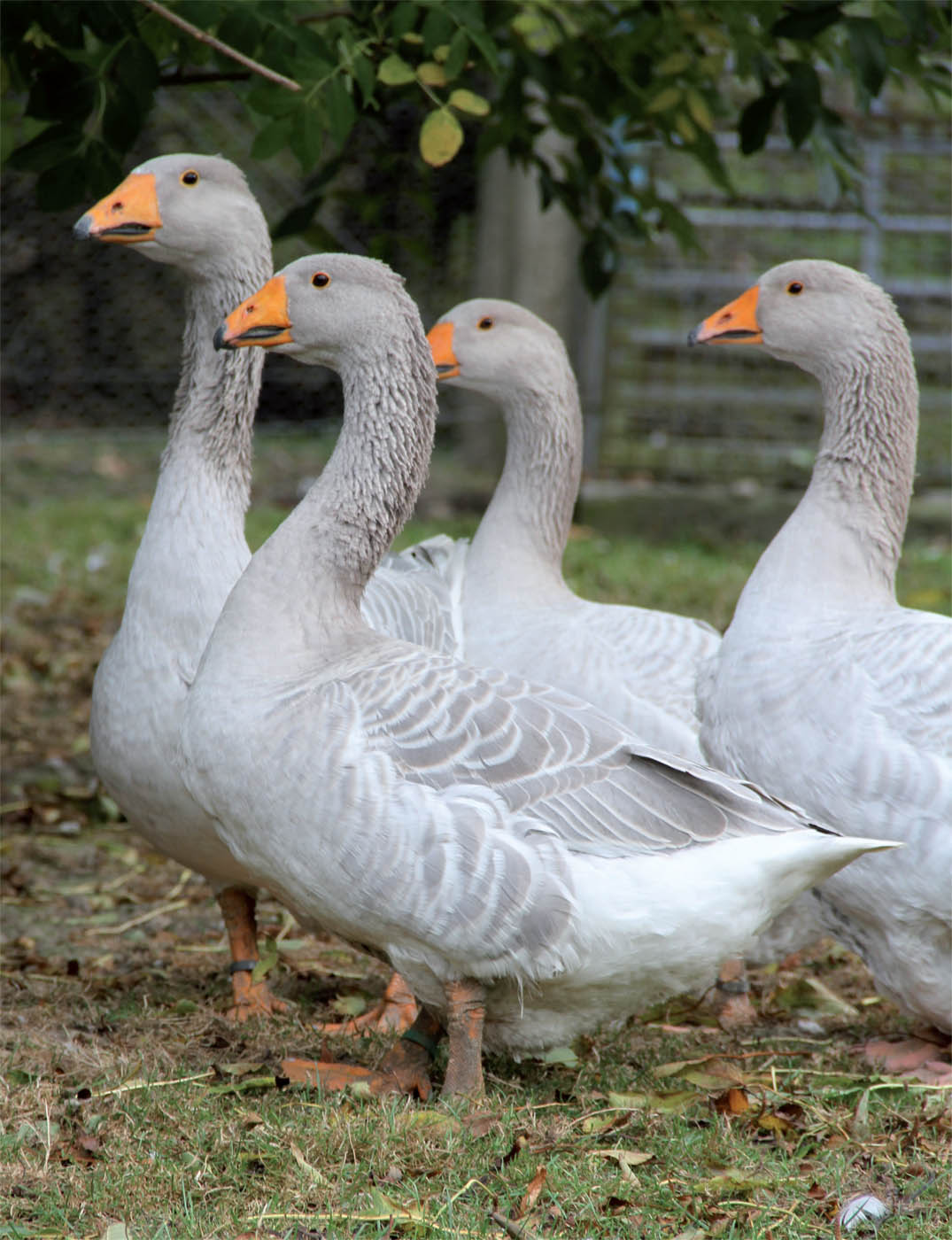 The Origins of the Domestic Goose Early Domestication Charles Darwin considered - photo 1