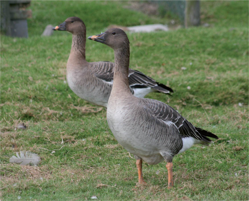 Bean geese it has been suggested that the domestication of the goose in China - photo 2