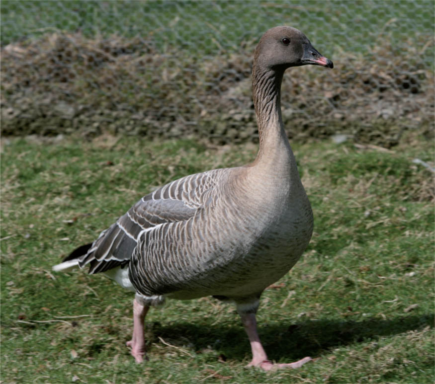 Pink-footed goose Anser brachyrhynchus This species breeds in Greenland - photo 4