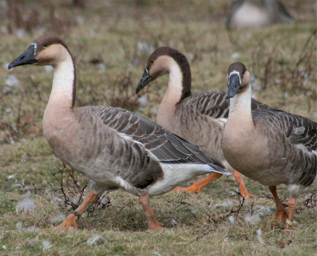 The Swan goose ancestor of the domestic Chinese goose and African goose - photo 3