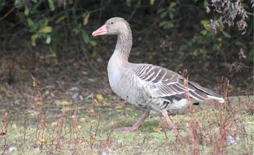 The Eastern Greylag is a slightly larger and paler grey bird than the Western - photo 5