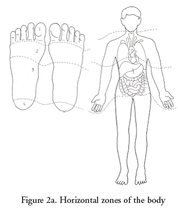 The outer side of the thumb or big toe correspond to the backbone The outer - photo 2