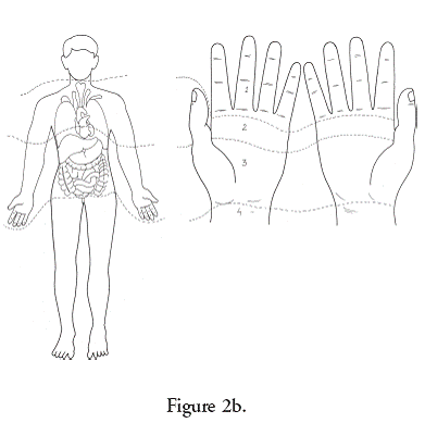 The outer side of the thumb or big toe correspond to the backbone The outer - photo 3