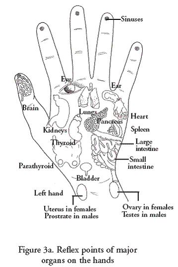 Paired organs such as eyes ears etc have reflex points on both the hands - photo 4