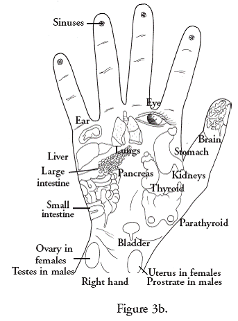 Paired organs such as eyes ears etc have reflex points on both the hands - photo 5