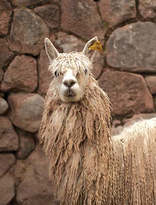 an alpaca colonial architecture in Lima Where to Go The Sacred Valley - photo 13