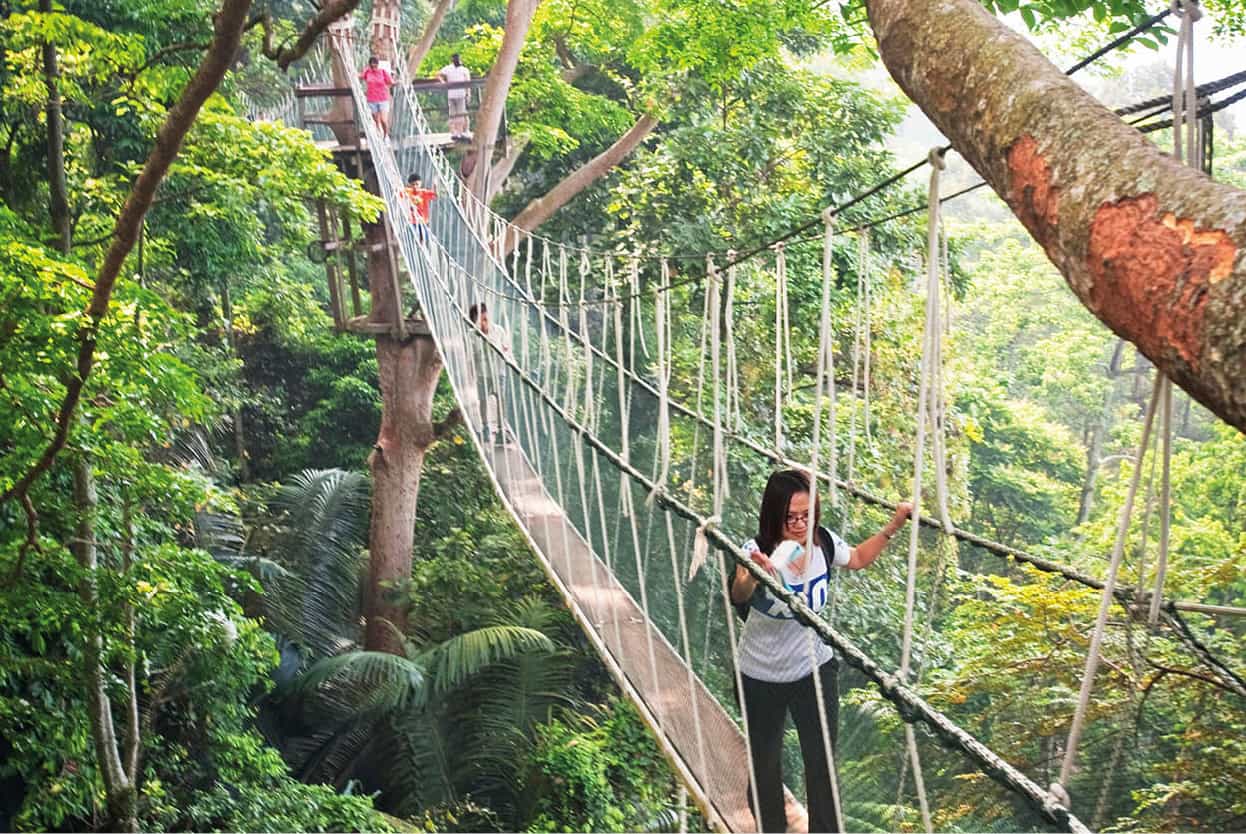 Top Attraction 10 James TyeApa Publications Canopy Walkway Walk among the - photo 14