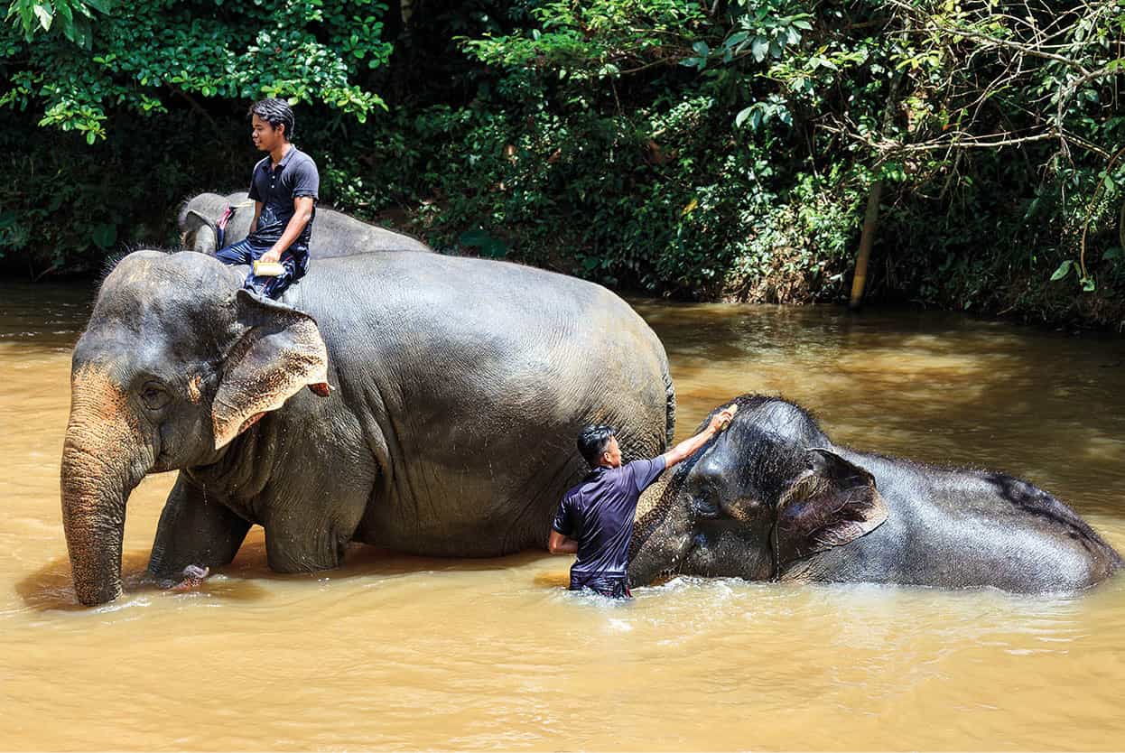 Top Attraction 1 Shutterstock Kuala Gandah Elephant Conservation Centre A - photo 5