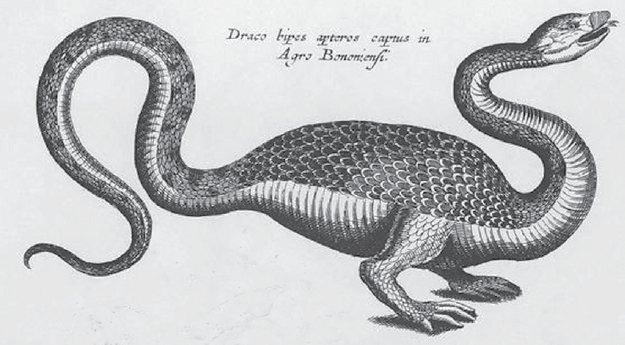 Matthus Merian engraving of a dragon 1718 Like many dragons of the early - photo 3