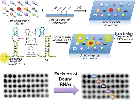 Fig 2 Schematic of Two- D imensional C ombinatorial S creening 2DCS a - photo 2