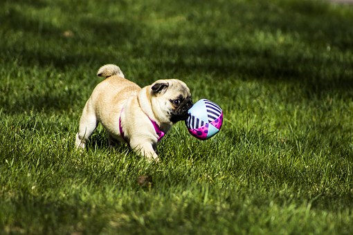 Mientras no son horas de almuerzo juego con la pelota Hacer ejercicio hace - photo 13