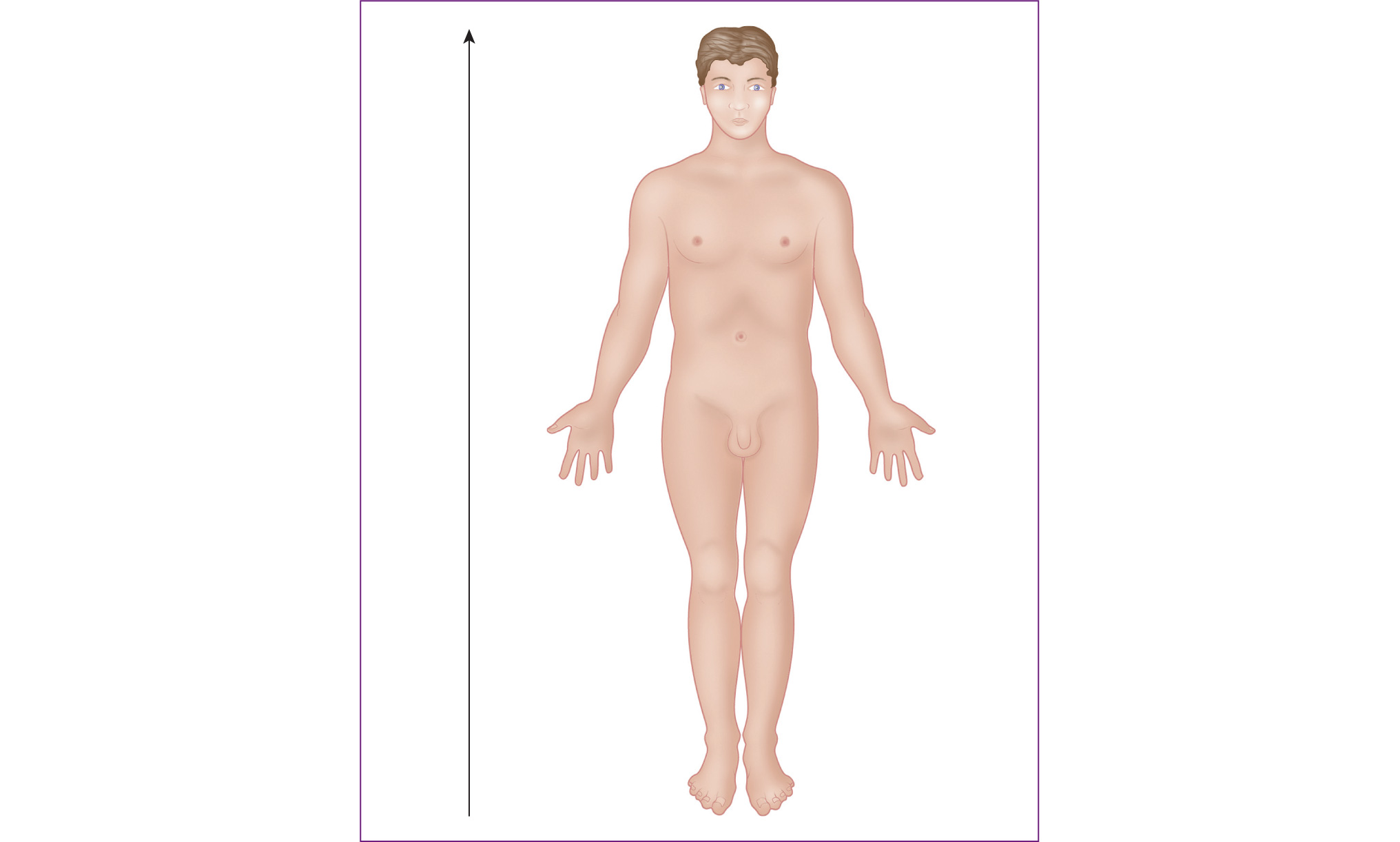 Figure 13 Superior Above toward the head or the upper part of the structure - photo 7