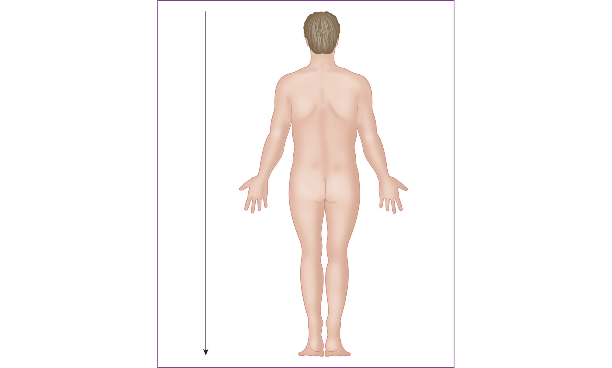 Figure 14 Inferior Below away from the head or toward the lower part of the - photo 8