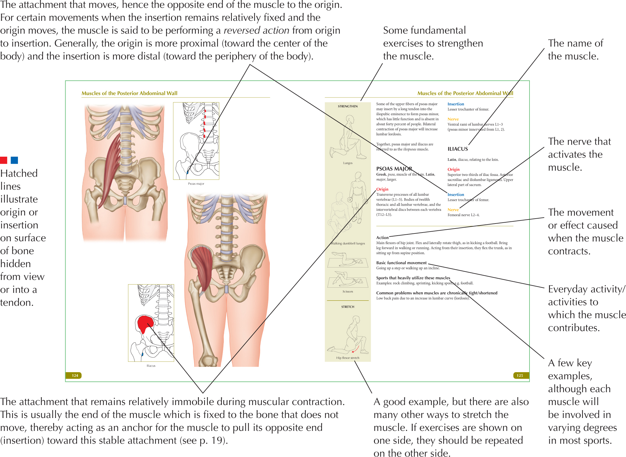 A Note About Peripheral Nerve Supply T he peripheral nervous system PNS - photo 3