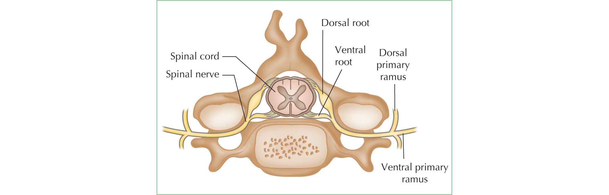 A spinal segment showing the nerve roots combining to form a spinal nerve - photo 4