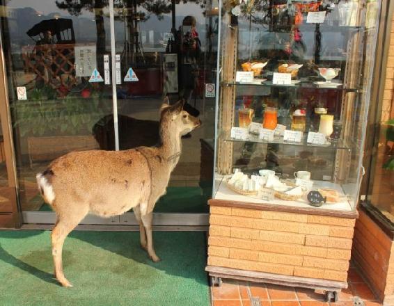 An otherwise normal restaurant on Miyajima Island just off the coast of - photo 12