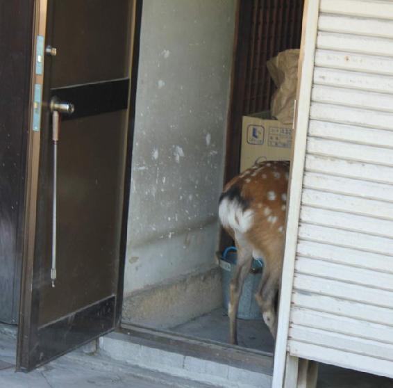 As a bonus I give you this deer who DID find a way in Nara Japan And - photo 13