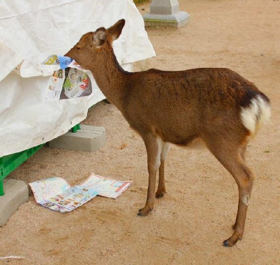 And this deer who just decided to chow down on a magazine Miyajima Island - photo 14