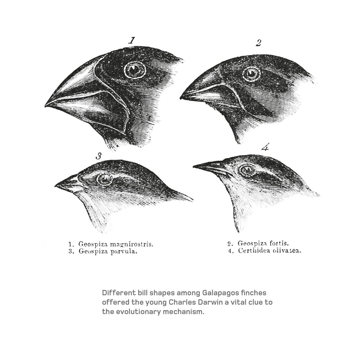 Different bill shapes among Galapagos finches offered the young Charles Darwin - photo 9