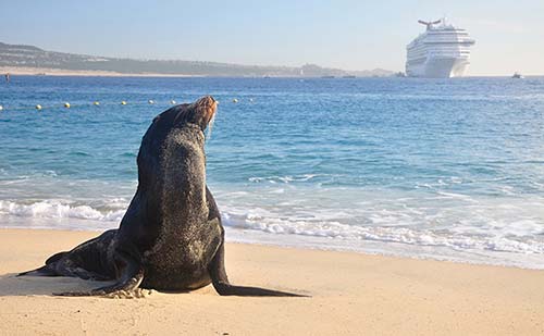 a sea lion watching a cruise ship approach Cabo San Lucas The Corridor The - photo 12