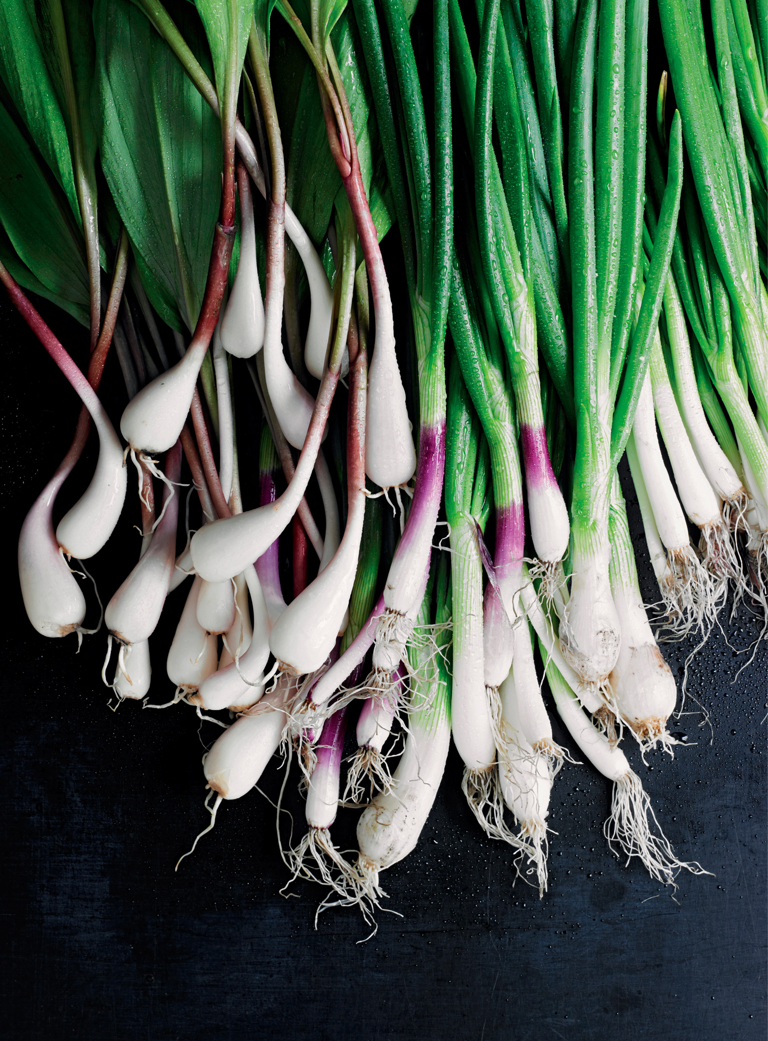 BULBS GARLIC LEEKS ONIONS RAMPS SCALLIONS SHALLOTS SPRING ONIONS As Julia - photo 1