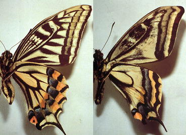 Fig 11 Color pattern modification in the veinless mutant of Papilio xuthus - photo 1